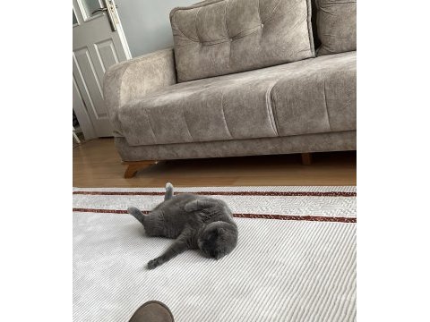 Ücretsiz sahiplendirme 2 yaşında scottish fold