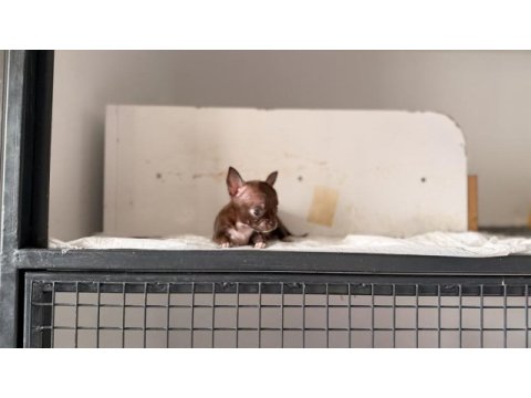 Xs teacup orjinal chihuahua bebekler