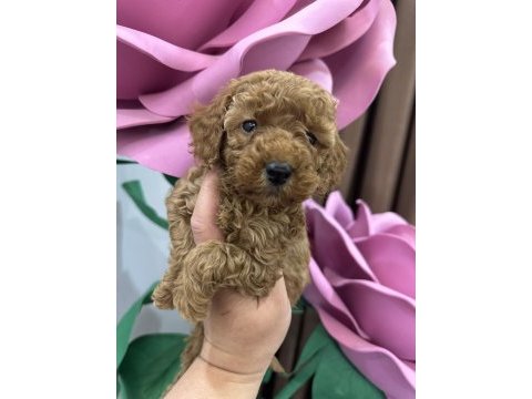 Toy poodle köpeğimiz