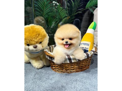 Profesyonel yetiştiriciden pomeranian güvenli teslim