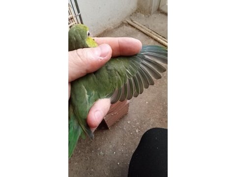 Forpus papağanı yavruları