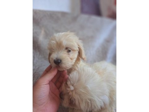 Maltipoo yavrumuz