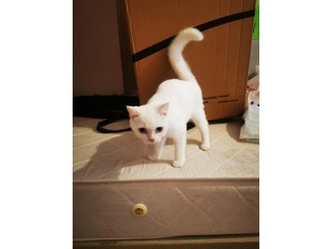 Mavişime yeni yuva arıyoruz scottish fold