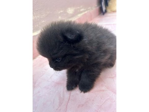Pomeranian boo yavrularım yuvalarını arıyorlar