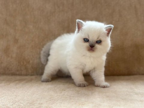 Eşsiz güzellikte point british shorthair