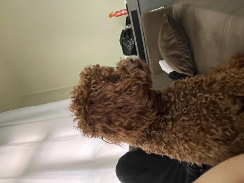 Erkek poodle 1.5 yaşında
