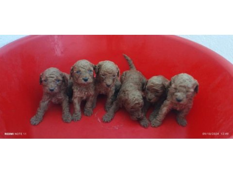 Red poodle köpekler
