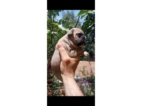 French bulldog kalite bizden sorulur