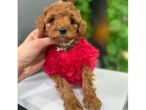 Red ve apricot toy poodle yavrular