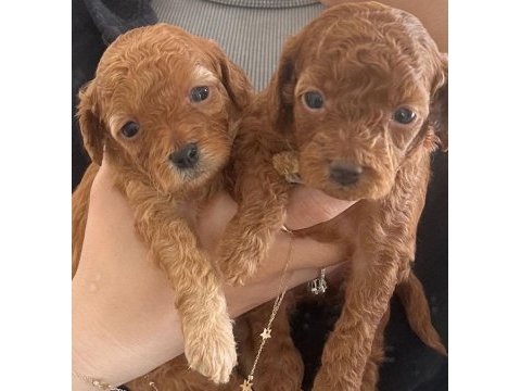 3 adet poodle yavrumuz sahiplendirilecektir