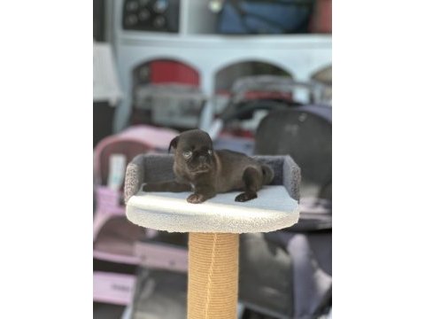 Scrli anne baba - ırk ve sağlık garantili - yurt dışı pug