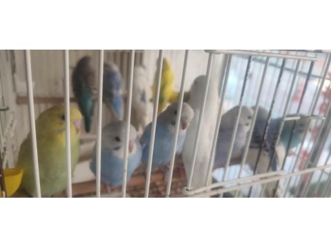 Avcılar uygun yavru muhabbet kuşlar