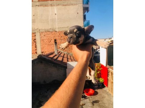 French bulldog köpeği