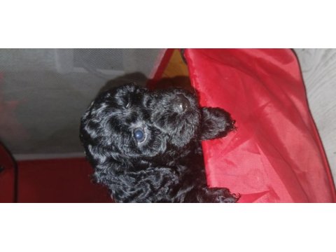 Orta boy poodle