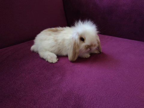 Kayseriden evcil sevimli lop tavşanlar