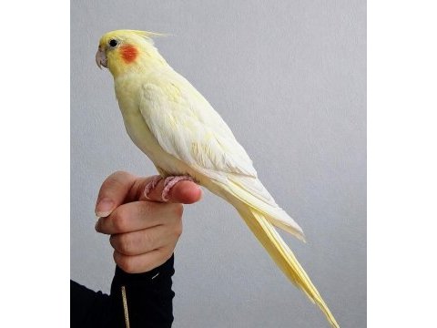 Yavru sultan papağanı (ısırmıyor)