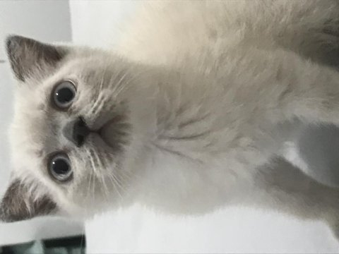 2 aylık yavrularımız yeni yuvalarına gitmeye hazırlar