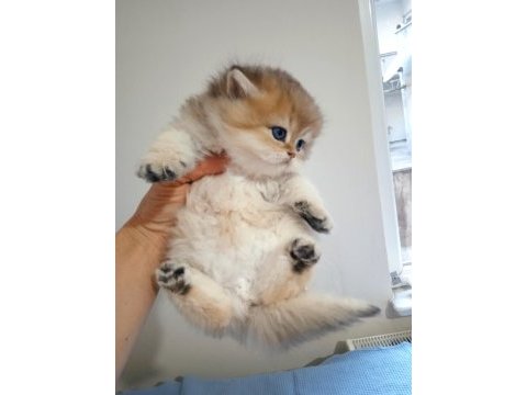 British shorthair ve longhair golden yavrular