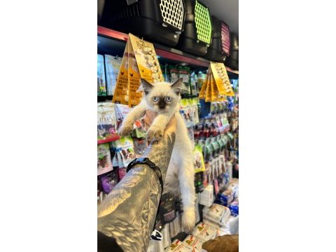Safkan ırk ve sağlık garantili - ragdoll yavrular