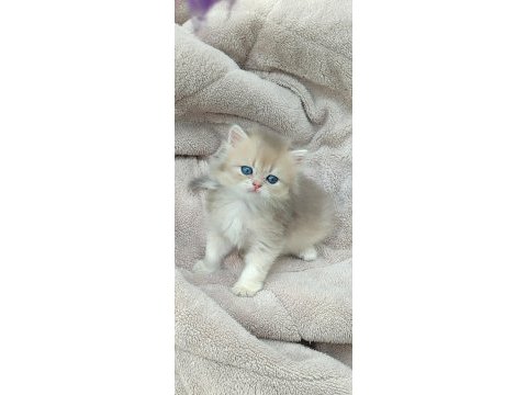 British longhair dişi erkek
