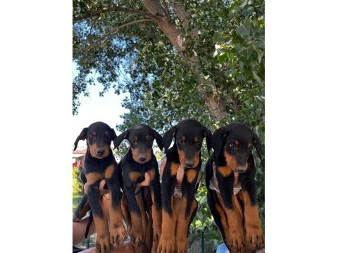 Kral babadan efsane doberman yavrular