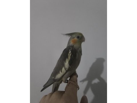 Saf kan albino kırmızı göz sultan papağanı