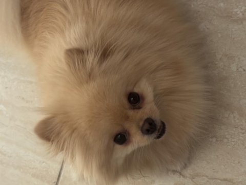 Pomeranian köpeğimizi sahiplendirme bilgi için iletişim