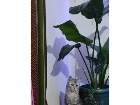 Cins kedimizi ücretsiz olarak sahiplendiriyoruz