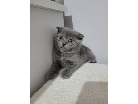 4 tane sevimli yavrumuza sıcak yuva arıyoruz