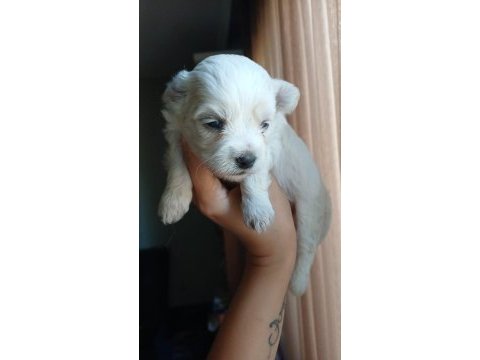 Toy poodle yavrular