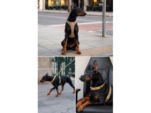 Safkan doberman nox aile ve koruma için ideal