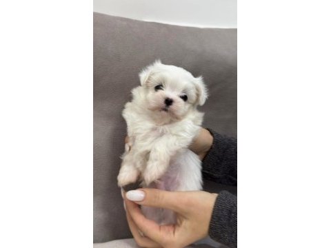Orjinal 0 numara maltese terrier çocuklarımız