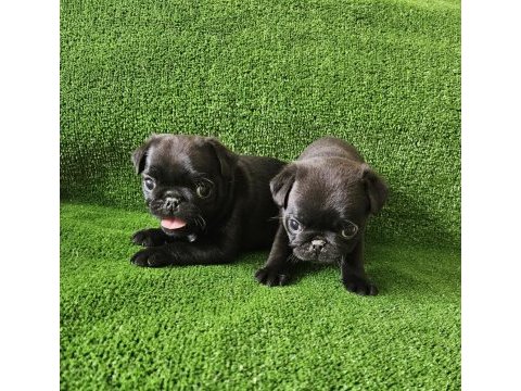 Pug mops yavruları