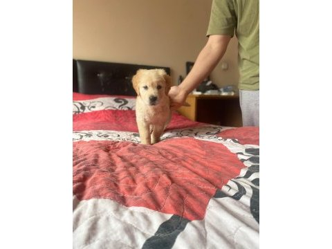 2 aylık golden retriever yavru temız bakılmış