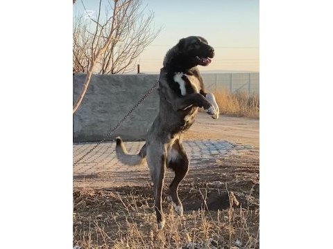 Köpeğimizin bedelini ödeyen alır