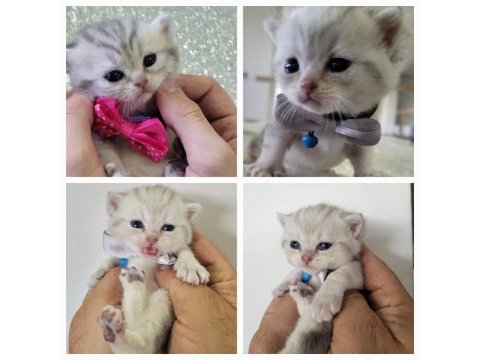British shorthair bilgi özelden verilecek