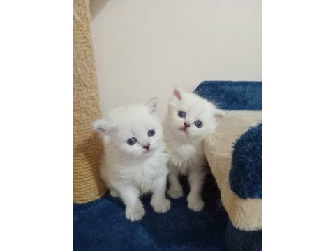 British shorthair ve british longhair