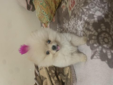 Uygun fiyata verilecek pomeranian
