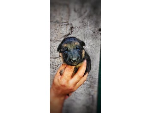Şecereli alman kurdu yavrularımız