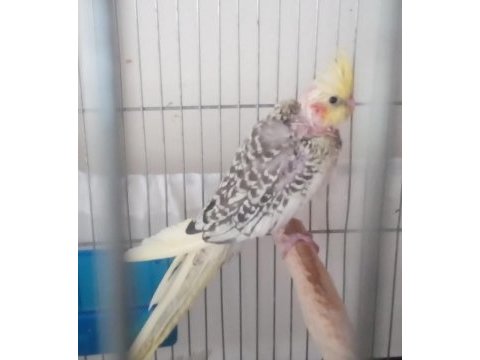 Sultan papağanı yavruları