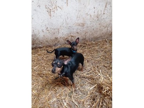 Sıfır numara pinscher orjinal
