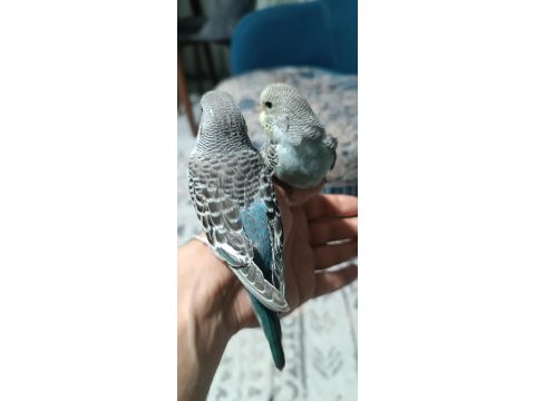 Yeni yeme düşmüş muhabbet kuşu yavrular ve yetişkinler