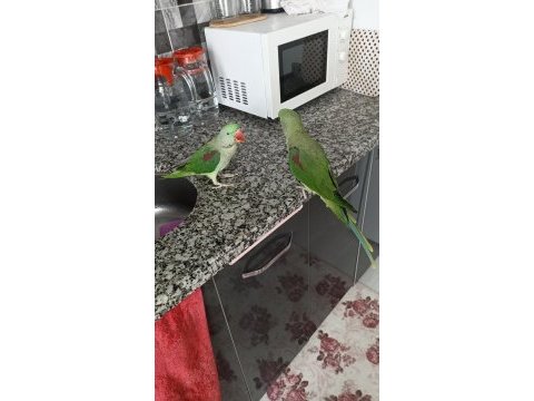 2 ad erkek evcil alexander istanbul avrupa yakası