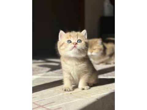 Golden erkek british shorthair yavru