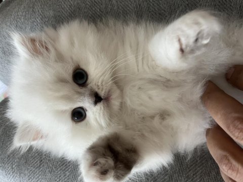 Masmavi gözlü british longhair dişi yavru