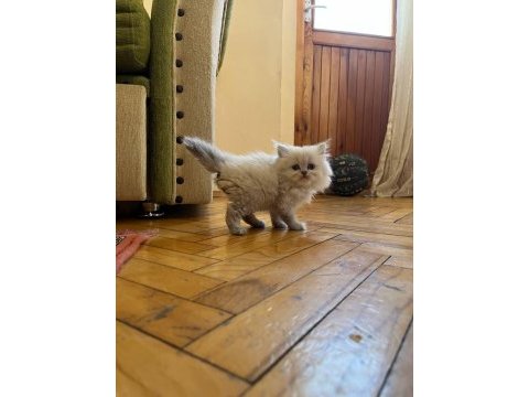 70 günlük safkan british longhair yavru