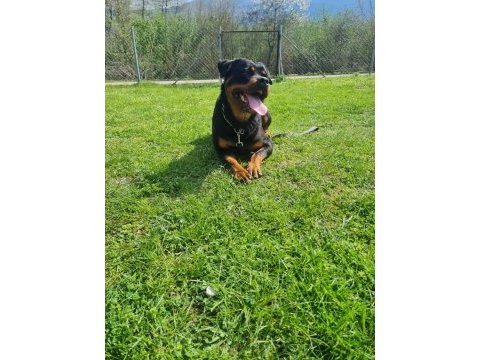 Rottweiler 2 yaşında