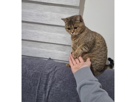 British shorthair golden tabby