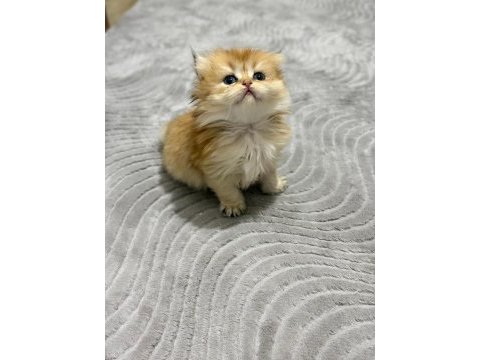 Golden british longhair