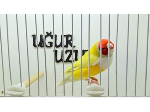 Türkiye şampiyonundan gouldian finch